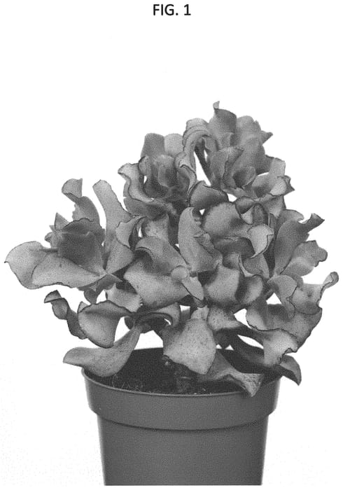 Figure 1 of US plant patent PP34109, the photograph of OVWOODS03 printed in the patent.