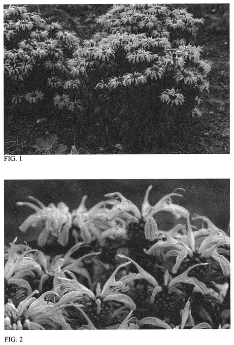 Figure 1 of US plant patent PP34110, the photograph of Electric Neon Coral printed in the patent.