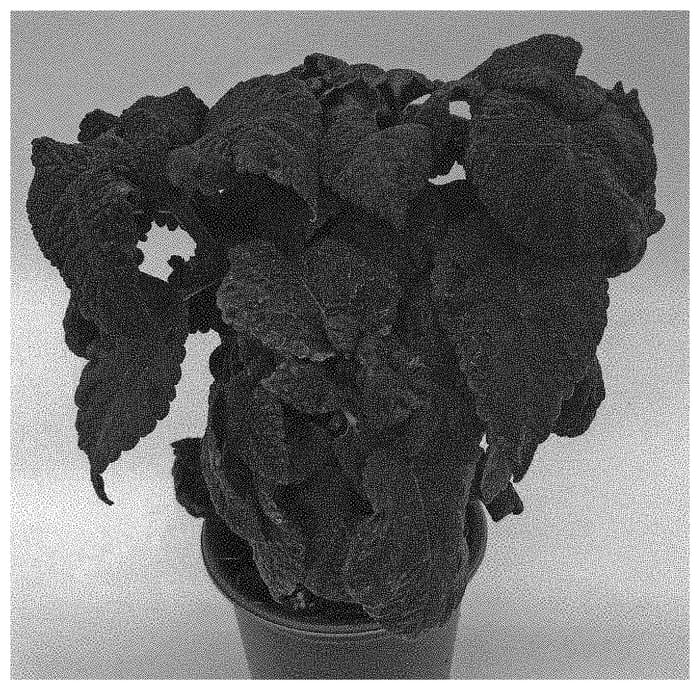 Figure 1 of US plant patent PP34111, the photograph of G18152 printed in the patent.