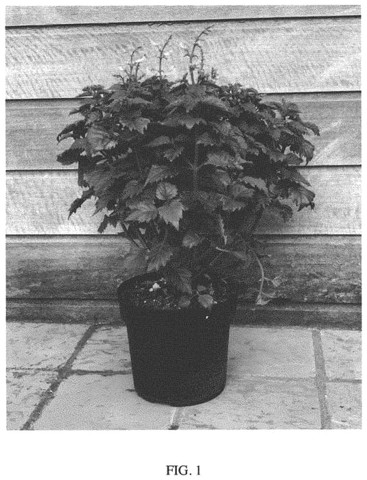 Figure 1 of US plant patent PP34112, the photograph of White001 printed in the patent.
