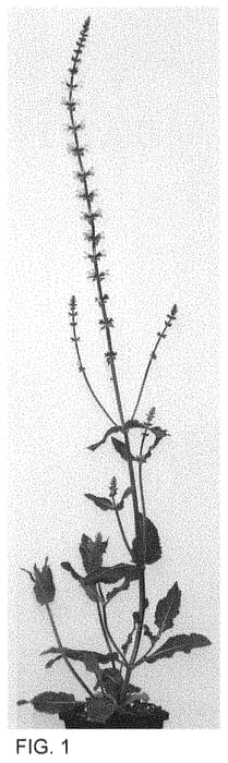 Figure 1 of US plant patent PP34113, the photograph of Pink Serenade printed in the patent.