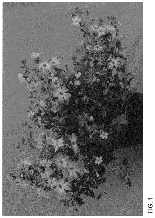 Figure 1 of US plant patent PP34114, the photograph of INJAMSASKY printed in the patent.
