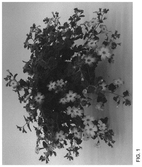 Figure 1 of US plant patent PP34115, the photograph of INJAMSADAW printed in the patent.