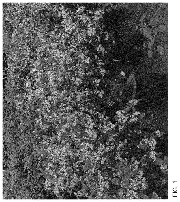 Figure 1 of US plant patent PP34116, the photograph of SMNAMPEM printed in the patent.