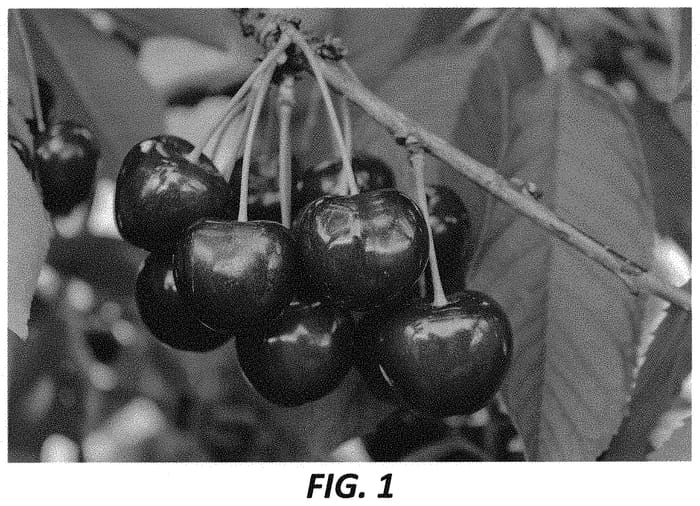 Figure 1 of US plant patent PP34117, the photograph of KSG 16 A printed in the patent.
