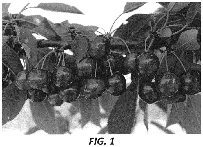 Figure 1 of US plant patent PP34118, the photograph of KSG 24 A printed in the patent.