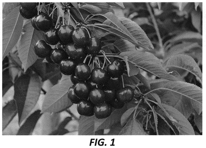 Figure 1 of US plant patent PP34119, the photograph of KSG 03 A printed in the patent.