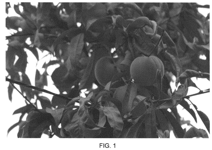 Figure 1 of US plant patent PP34120, the photograph of 1898 az printed in the patent.