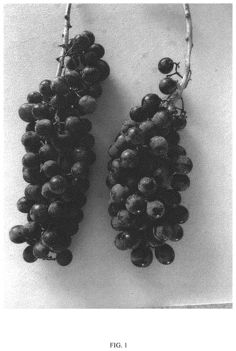 Figure 1 of US plant patent PP34121, the photograph of CXG20 printed in the patent.