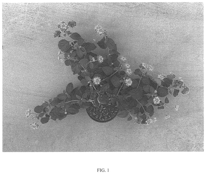 Figure 1 of US plant patent PP34122, the photograph of SAILAN003 printed in the patent.