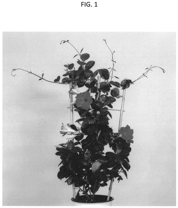 Figure 1 of US plant patent PP34123, the photograph of PATMANROS5 printed in the patent.