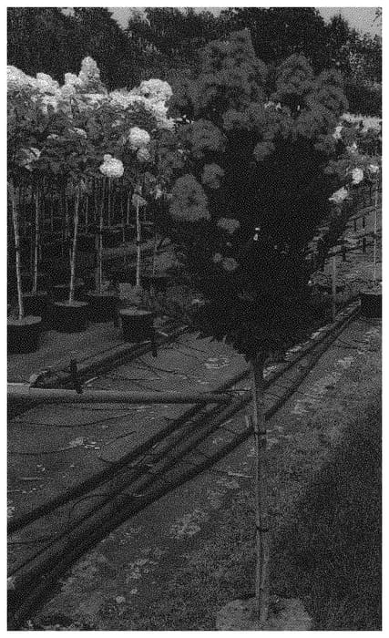 Figure 1 of US plant patent PP34124, the photograph of HOCH266 printed in the patent.