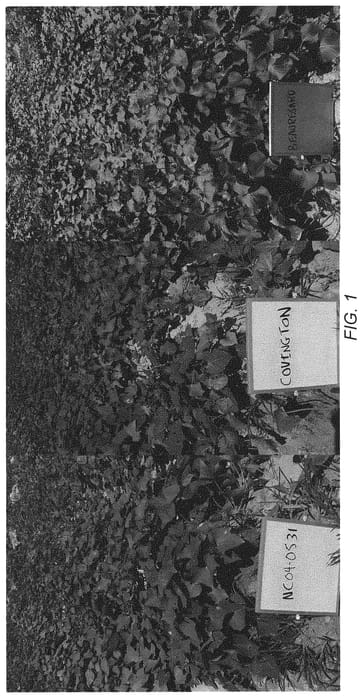 Figure 1 of US plant patent PP34125, the photograph of NC04-0531 printed in the patent.