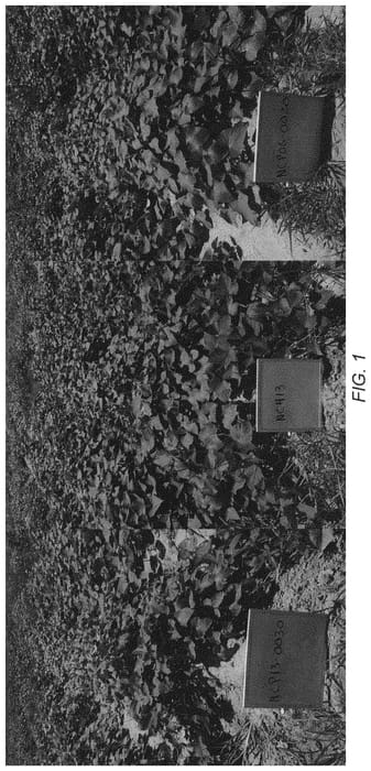 Figure 1 of US plant patent PP34126, the photograph of NCPUR13-0030 printed in the patent.
