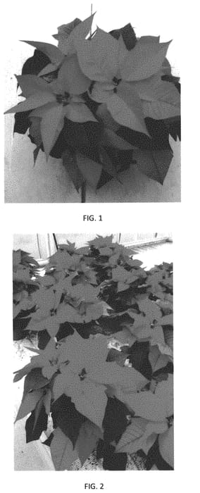 Figure 1 of US plant patent PP34127, the photograph of EURZ0023 printed in the patent.