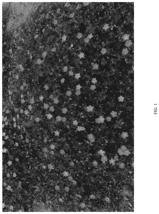 Figure 1 of US plant patent PP34128, the photograph of KELLY ANNE printed in the patent.