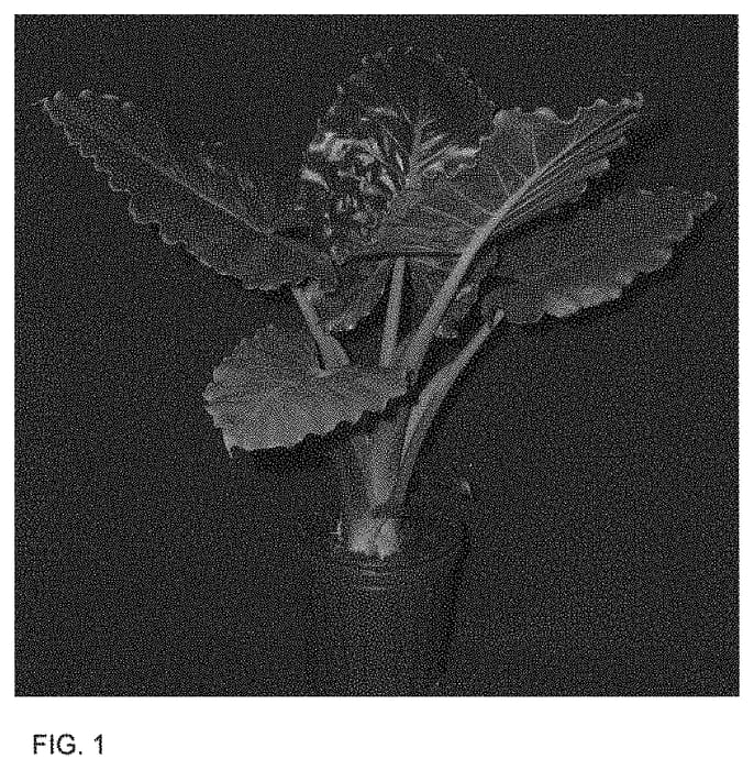 Figure 1 of US plant patent PP34129, the photograph of AP091520 printed in the patent.