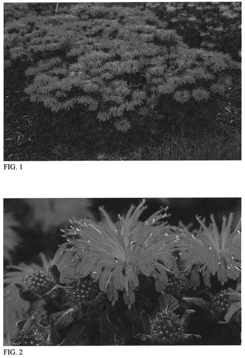 Figure 1 of US plant patent PP34130, the photograph of Leading Lady Razzberry printed in the patent.