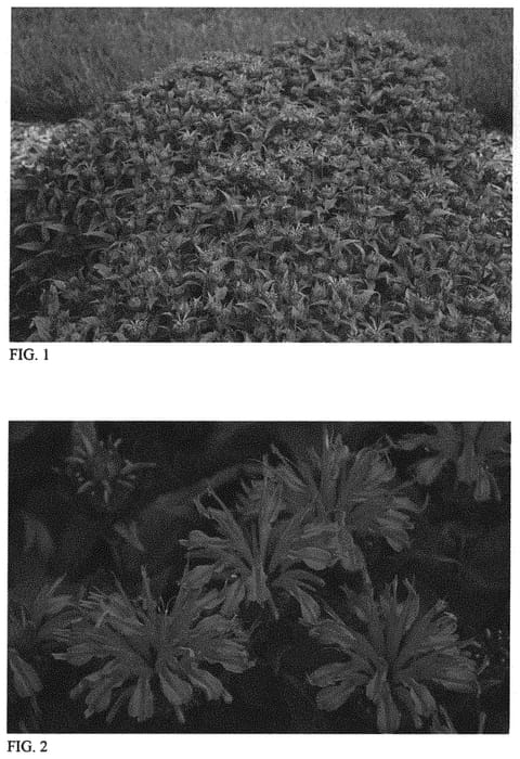 Figure 1 of US plant patent PP34131, the photograph of Pardon My Lavender II printed in the patent.