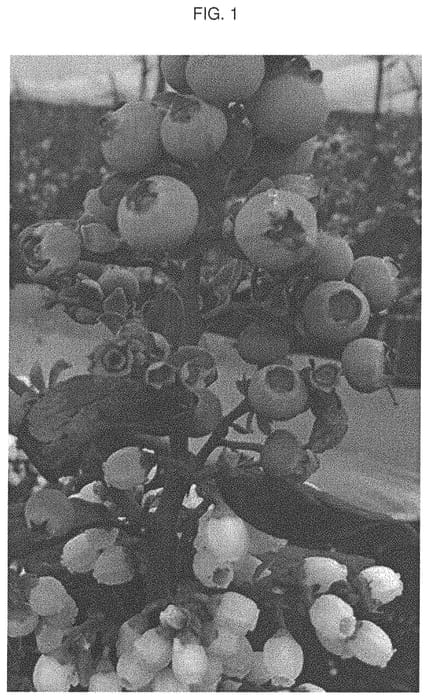 Figure 1 of US plant patent PP34132, the photograph of CAU-01 printed in the patent.