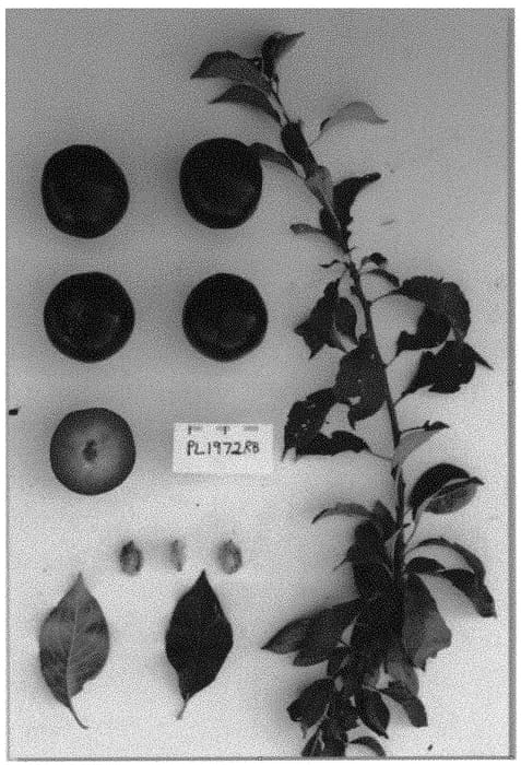 Figure 1 of US plant patent PP34133, the photograph of Suplum63 printed in the patent.
