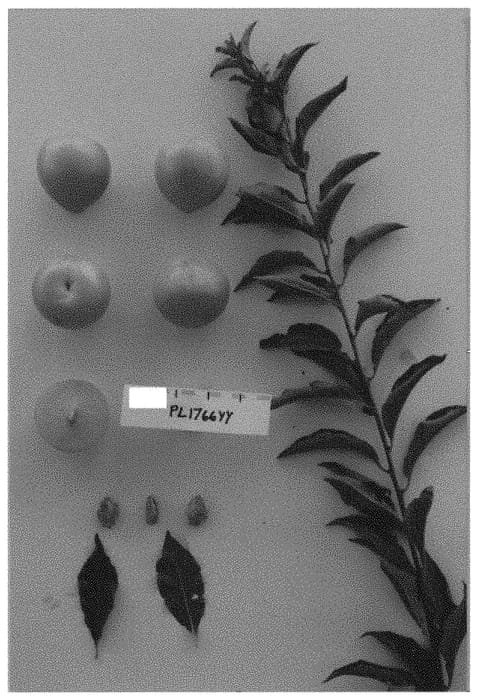 Figure 1 of US plant patent PP34134, the photograph of Suplum62 printed in the patent.