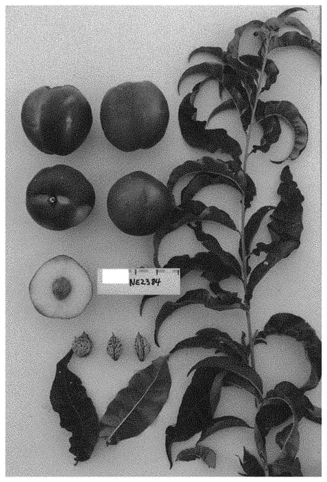 Figure 1 of US plant patent PP34135, the photograph of Sunect29 printed in the patent.