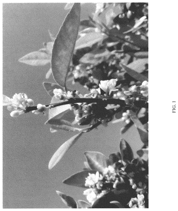 Figure 1 of US plant patent PP34136, the photograph of AECO1 printed in the patent.