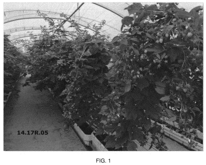 Figure 1 of US plant patent PP34137, the photograph of Plapink 14103 printed in the patent.