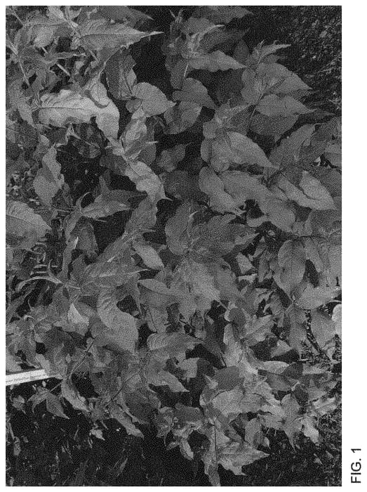 Figure 1 of US plant patent PP34138, the photograph of SMNDSS printed in the patent.