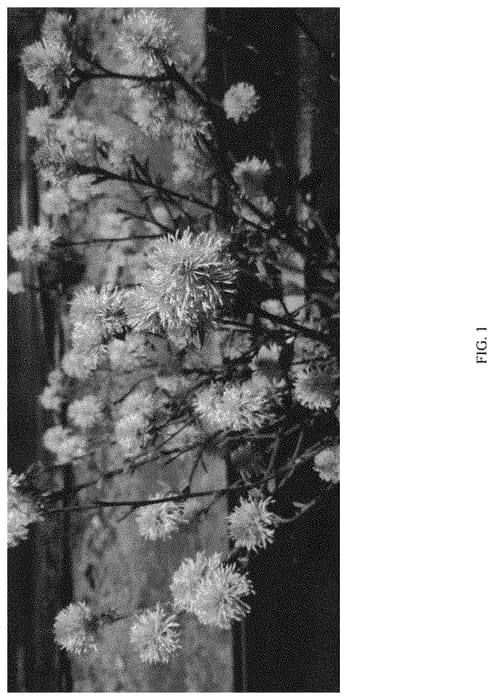 Figure 1 of US plant patent PP34139, the photograph of NCFI1 printed in the patent.