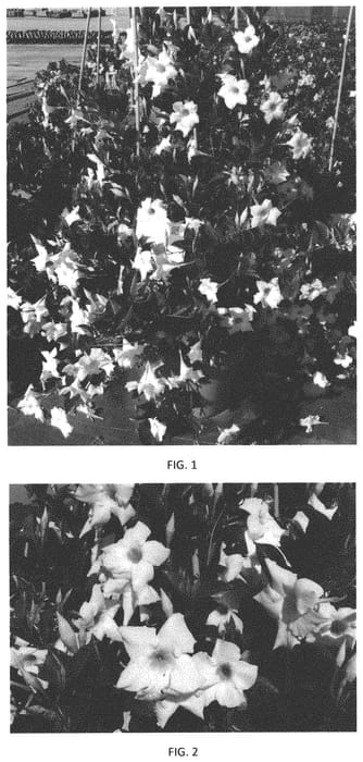 Figure 1 of US plant patent PP34140, the photograph of MANZ0020 printed in the patent.