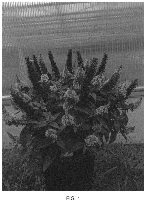 Figure 1 of US plant patent PP34141, the photograph of Budcon1331 printed in the patent.