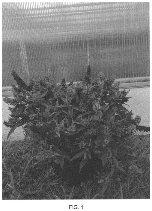 Figure 1 of US plant patent PP34142, the photograph of Conbud2080 printed in the patent.