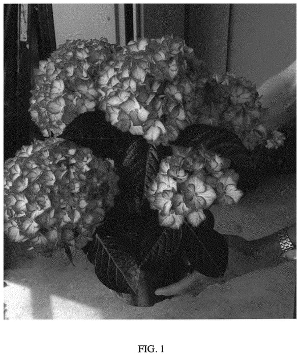 Figure 1 of US plant patent PP34143, the photograph of Hokomabebos printed in the patent.