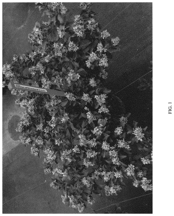 Figure 1 of US plant patent PP34144, the photograph of SMNRICS printed in the patent.