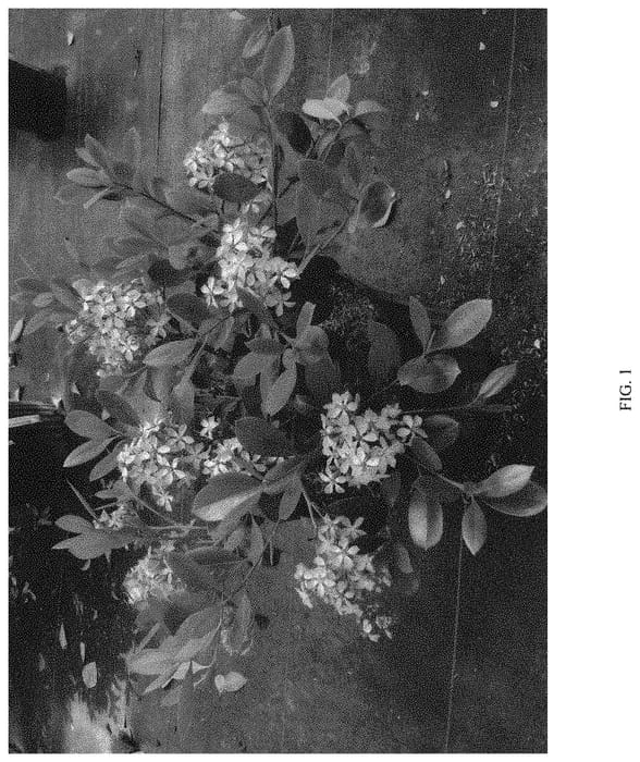 Figure 1 of US plant patent PP34145, the photograph of SMNR120F printed in the patent.