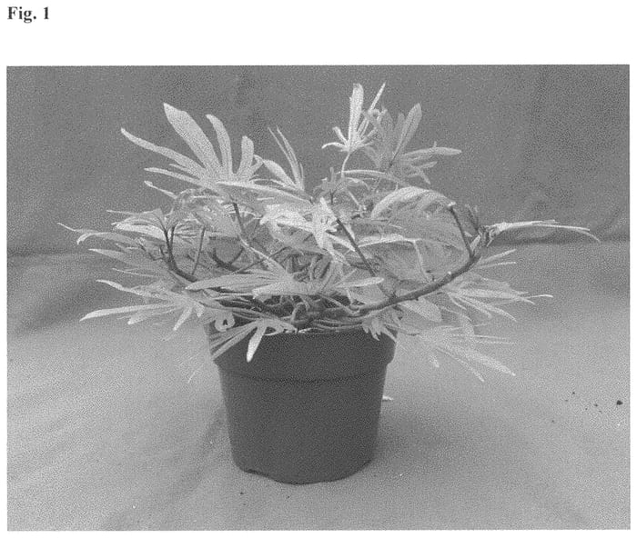 Figure 1 of US plant patent PP34146, the photograph of NCORNSP-027SCMG printed in the patent.