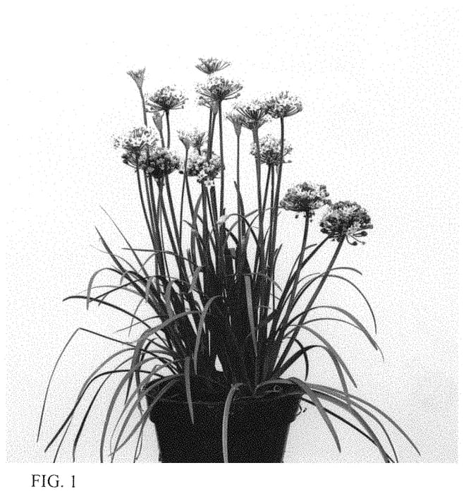 Figure 1 of US plant patent PP34147, the photograph of IFALCOD printed in the patent.