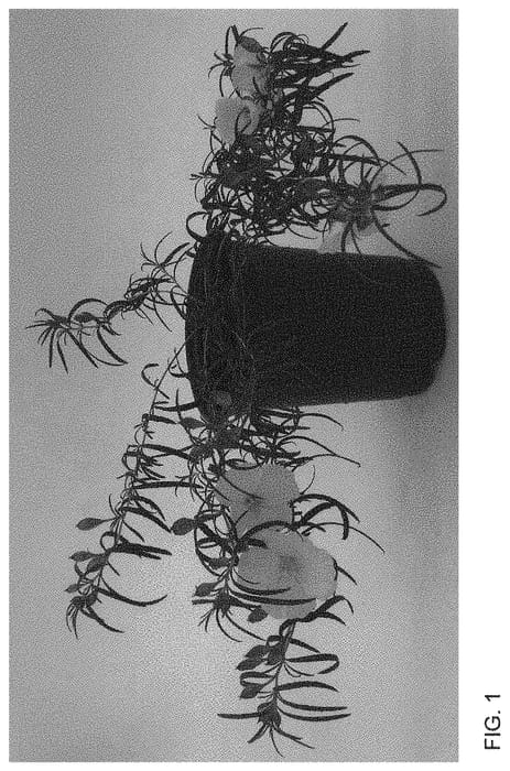 Figure 1 of US plant patent PP34148, the photograph of WNCYLASUN printed in the patent.