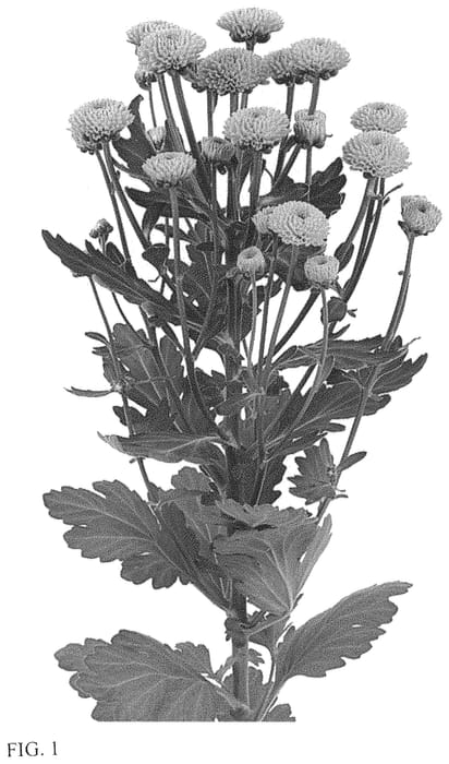 Figure 1 of US plant patent PP34149, the photograph of DLFFOOT5 printed in the patent.