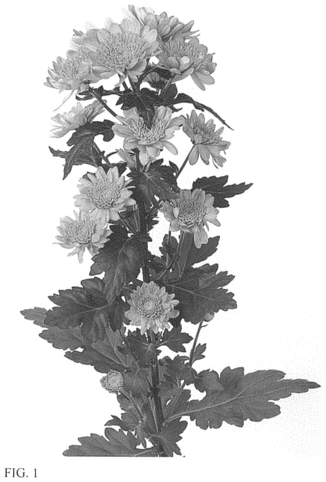 Figure 1 of US plant patent PP34150, the photograph of DLFHOLA6 printed in the patent.