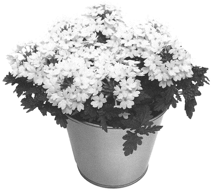 Figure 1 of US plant patent PP34151, the photograph of KLEVP20062 printed in the patent.