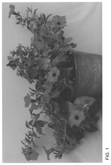 Figure 1 of US plant patent PP34152, the photograph of WNPESVJAZ printed in the patent.