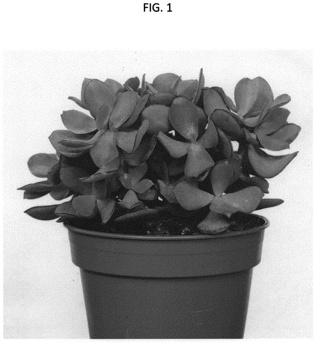 Figure 1 of US plant patent PP34153, the photograph of OVWOODS02 printed in the patent.