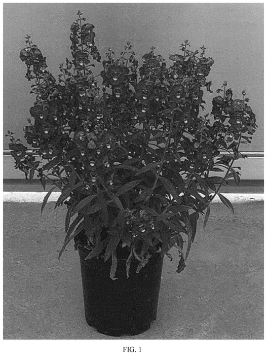 Figure 1 of US plant patent PP34154, the photograph of SAIANG002 printed in the patent.