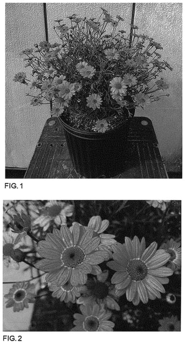 Figure 1 of US plant patent PP34155, the photograph of Bonmad 1651 printed in the patent.