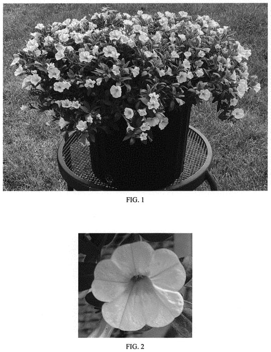 Figure 1 of US plant patent PP34156, the photograph of Balcongwiti printed in the patent.