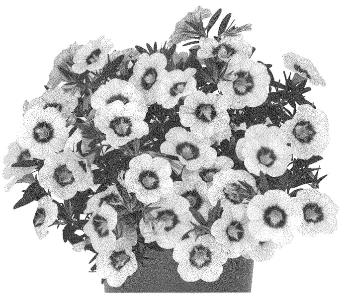 Figure 1 of US plant patent PP34157, the photograph of Docaltitowhi printed in the patent.