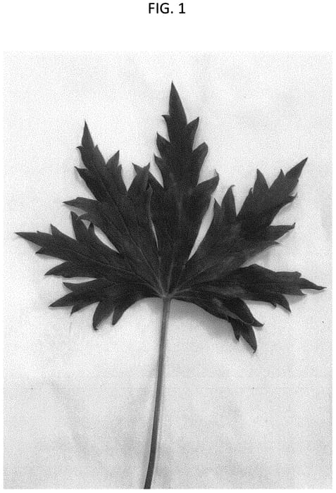 Figure 1 of US plant patent PP34158, the photograph of COADELPSUR printed in the patent.